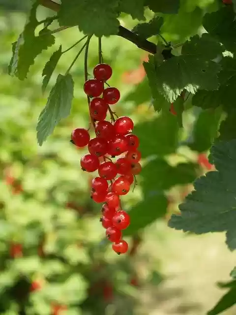 Free download Currant Red Garden -  free photo or picture to be edited with GIMP online image editor
