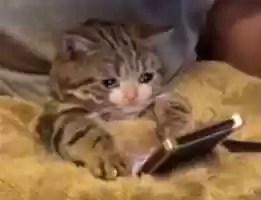 Free download Cursed Cat Images free photo or picture to be edited with GIMP online image editor