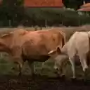 Curvy horned cows  screen for extension Chrome web store in OffiDocs Chromium