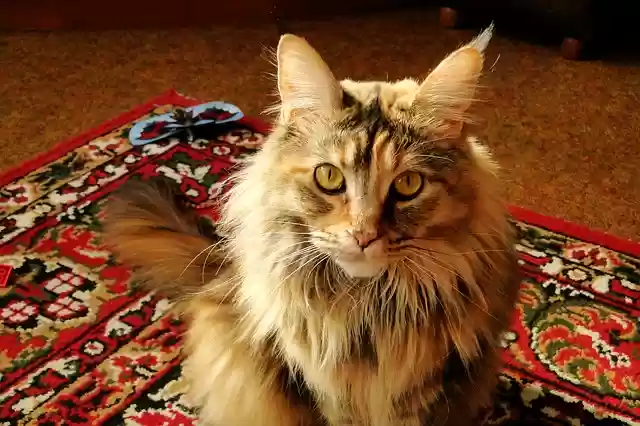 Free download cute a bit animals mammals pets free picture to be edited with GIMP free online image editor