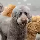 Cute adorable dogs  screen for extension Chrome web store in OffiDocs Chromium