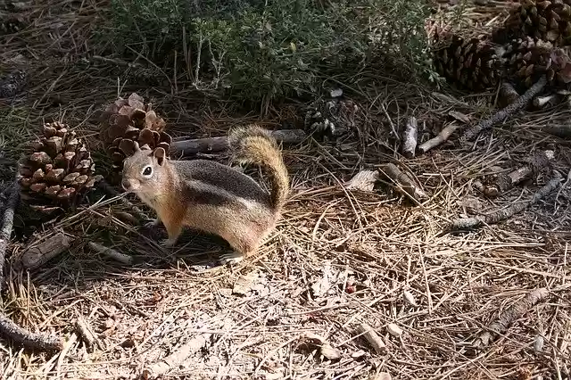 Free download Cute Animals Squirrel -  free photo or picture to be edited with GIMP online image editor