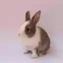 Cute Baby Bunny  screen for extension Chrome web store in OffiDocs Chromium