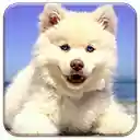 Cute Beach Puppy  screen for extension Chrome web store in OffiDocs Chromium