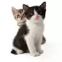 Cute cats  screen for extension Chrome web store in OffiDocs Chromium