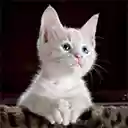 Cute Cats  Kittens Wallpapers  screen for extension Chrome web store in OffiDocs Chromium