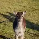 Cute Deer  screen for extension Chrome web store in OffiDocs Chromium