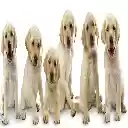 Cute Dogs  screen for extension Chrome web store in OffiDocs Chromium