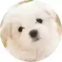 Cute Dogs  Puppies Wallpaper New Tab  screen for extension Chrome web store in OffiDocs Chromium