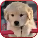 Cute Dog Wallpaper HD Custom New Tab  screen for extension Chrome web store in OffiDocs Chromium