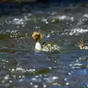 Cute Ducks  screen for extension Chrome web store in OffiDocs Chromium