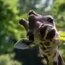 Cute giraffe is eating young leaves  screen for extension Chrome web store in OffiDocs Chromium