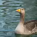 Cute Goose  screen for extension Chrome web store in OffiDocs Chromium