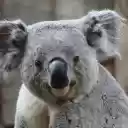 Cute Gray Koala  screen for extension Chrome web store in OffiDocs Chromium