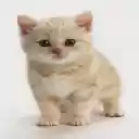Cute Kitten 2  screen for extension Chrome web store in OffiDocs Chromium