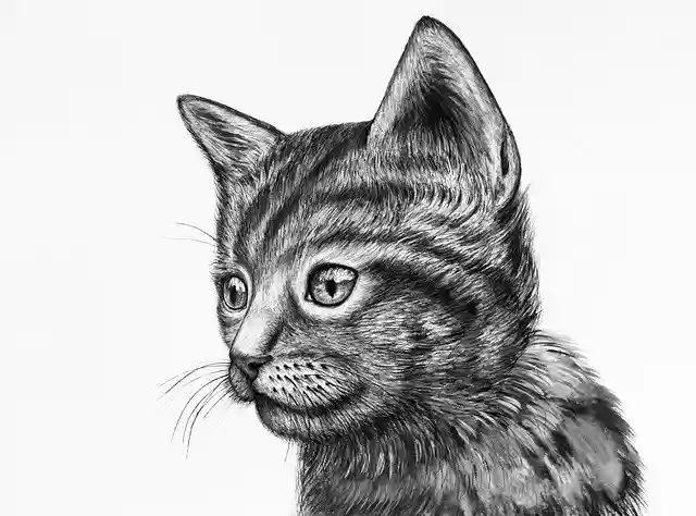 Free download Cute Kitten Drawing -  free illustration to be edited with GIMP online image editor