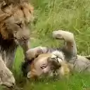 Cute Lions  screen for extension Chrome web store in OffiDocs Chromium Cute Lions  screen for extension Chrome web store in OffiDocs Chromium