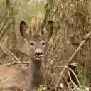 Cute Little Deer  screen for extension Chrome web store in OffiDocs Chromium