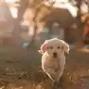 Cute little white dog  screen for extension Chrome web store in OffiDocs Chromium
