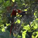 Cute Macaw  screen for extension Chrome web store in OffiDocs Chromium
