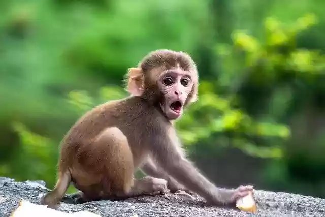 Free download cute monkey baby animal mammal free picture to be edited with GIMP free online image editor
