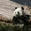 Cute Panda  screen for extension Chrome web store in OffiDocs Chromium