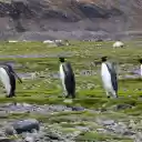 cute penguin  screen for extension Chrome web store in OffiDocs Chromium