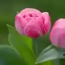 Cute pink tulip flower wallpaper  screen for extension Chrome web store in OffiDocs Chromium