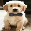 Cute small dog wallpaper  screen for extension Chrome web store in OffiDocs Chromium