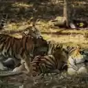cute tiger cubs  screen for extension Chrome web store in OffiDocs Chromium
