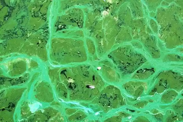 Descarga gratuita Cyanobacteria Cyanophyta Algae - foto o imagen gratuita para editar con el editor de imágenes en línea GIMP