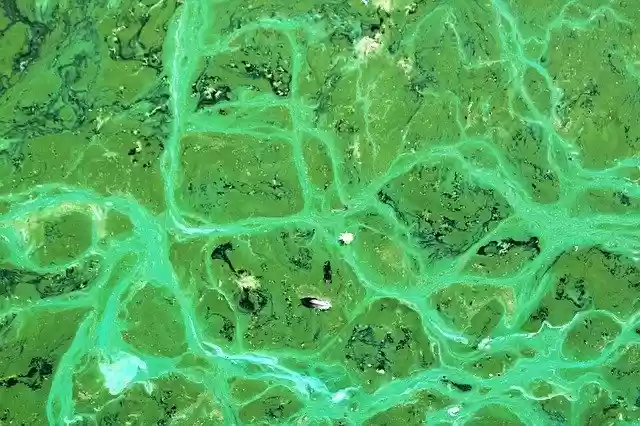 Free download Cyanobacteria Cyanophyta Algae -  free photo or picture to be edited with GIMP online image editor