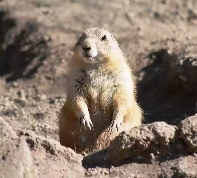 Free download Cynomys Black-Tailed Prairie Dog -  free photo or picture to be edited with GIMP online image editor