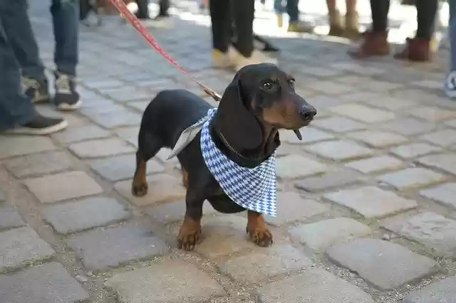 Free download Dachshund Dog Pet -  free photo or picture to be edited with GIMP online image editor