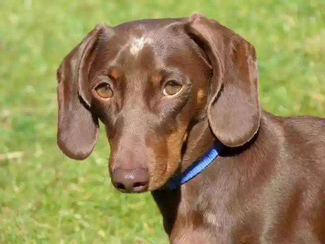GIMP ഓൺലൈൻ ഇമേജ് എഡിറ്റർ ഉപയോഗിച്ച് എഡിറ്റ് ചെയ്യാനുള്ള Dachund Dog സൗജന്യ ഫോട്ടോ ടെംപ്ലേറ്റ് സൗജന്യ ഡൗൺലോഡ്