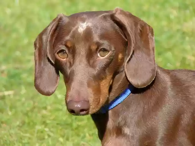 Muat turun percuma templat foto percuma Dachund Dog untuk diedit dengan editor imej dalam talian GIMP