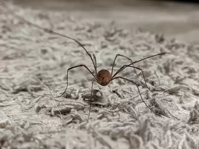 Free download Daddy Long Legs Bug Insect -  free photo or picture to be edited with GIMP online image editor