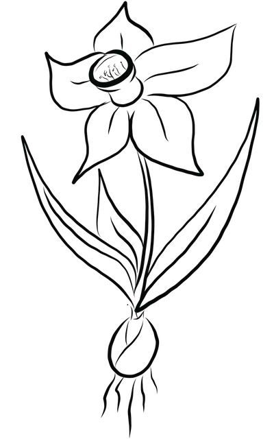 Free download Daffodil Daffodils Flowers free illustration to be edited with GIMP online image editor