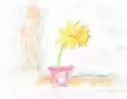 Free download daffodil_drawing_charlote_greenwood free photo or picture to be edited with GIMP online image editor