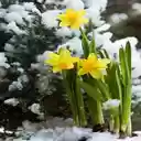 Daffodil Flavored Snow flower wallpaper  screen for extension Chrome web store in OffiDocs Chromium