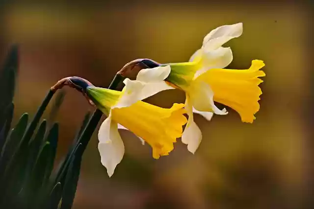 Free download daffodil flower plant petal stem free picture to be edited with GIMP free online image editor