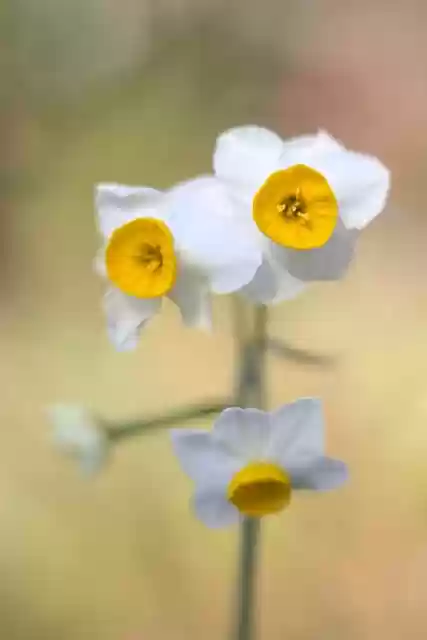 Free download daffodil flower spring blossom free picture to be edited with GIMP free online image editor