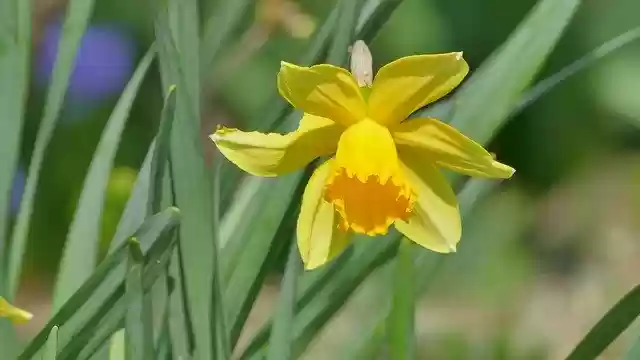 Free download Daffodil Narcissus Flower -  free photo or picture to be edited with GIMP online image editor