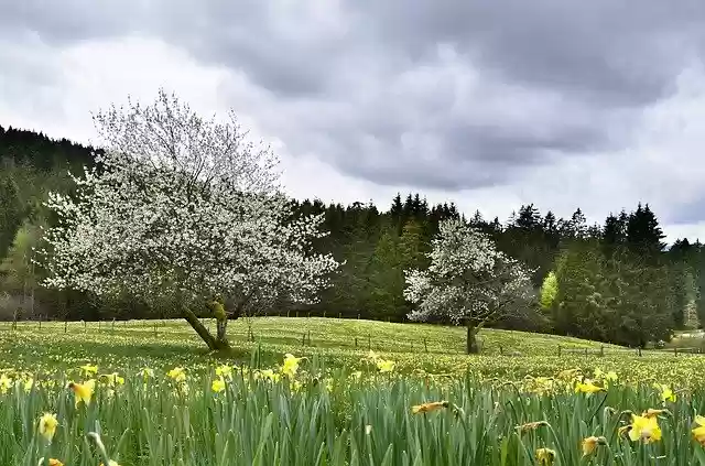 Free download Daffodils Cherry Tree -  free photo or picture to be edited with GIMP online image editor