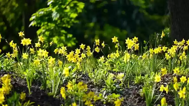 Free download daffodils flowers easter bells free picture to be edited with GIMP free online image editor