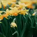 Daffodil Wallpaper  screen for extension Chrome web store in OffiDocs Chromium