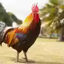 Dagacuadao Animal Theme  screen for extension Chrome web store in OffiDocs Chromium