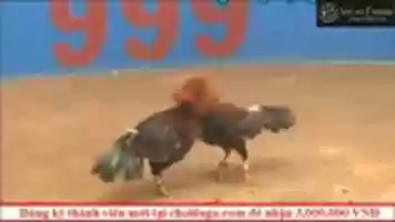 Free download Da ga online - Ca cuoc da ga - Truc tiep da ga free photo or picture to be edited with GIMP online image editor