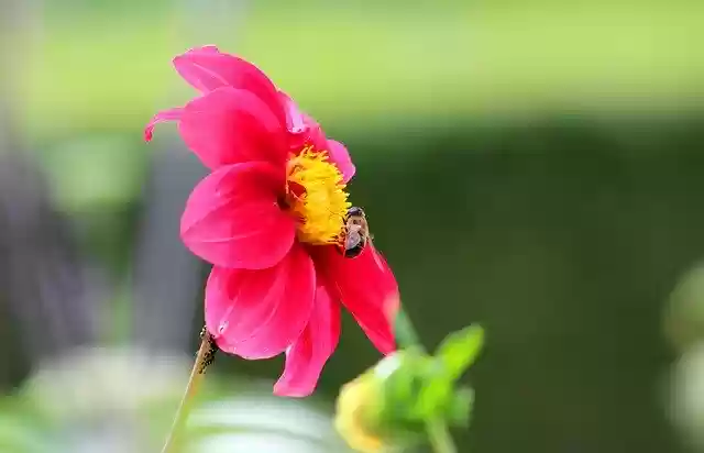 Free download Dahlia Bee Flower -  free photo or picture to be edited with GIMP online image editor