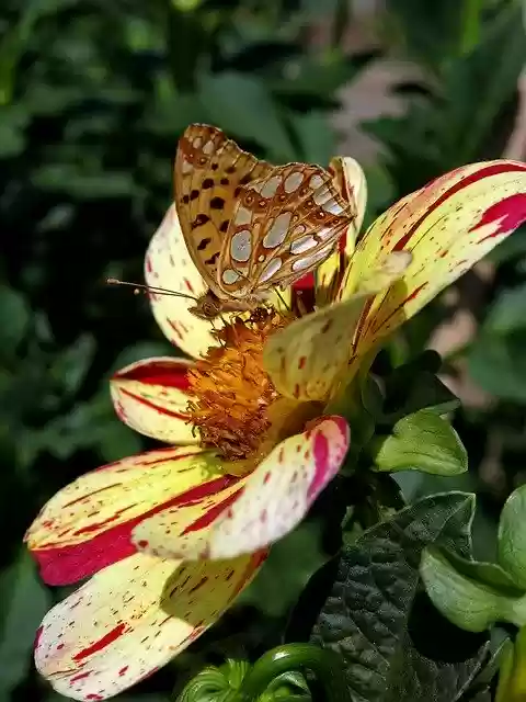Free download Dahlia Butterfly Strings Game -  free photo or picture to be edited with GIMP online image editor